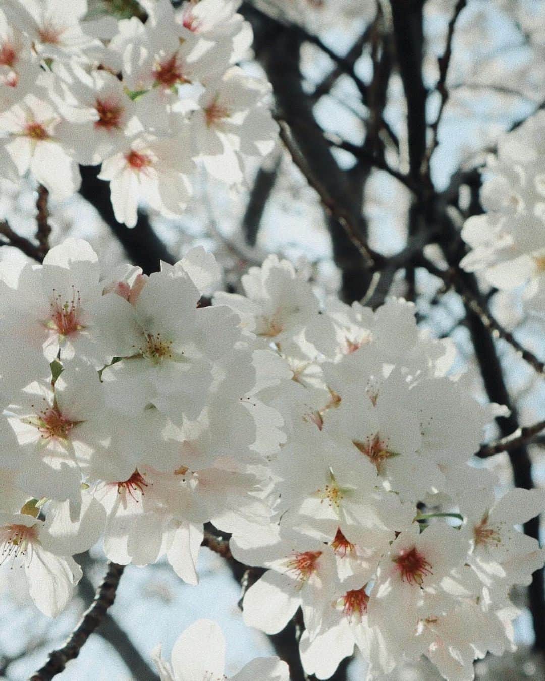 礒部花凜さんのインスタグラム写真 - (礒部花凜Instagram)「.  もう4月だね〜〜〜  今年は少しばかり奈良に帰って 家族の桜を堪能してきました🌸  桜の華麗さを遠くから眺めるのも、 近くで可愛さを愛でるのも、どちらも本当好き。  . #桜 #sakura #日本 #japan」4月5日 21時35分 - caririn.official