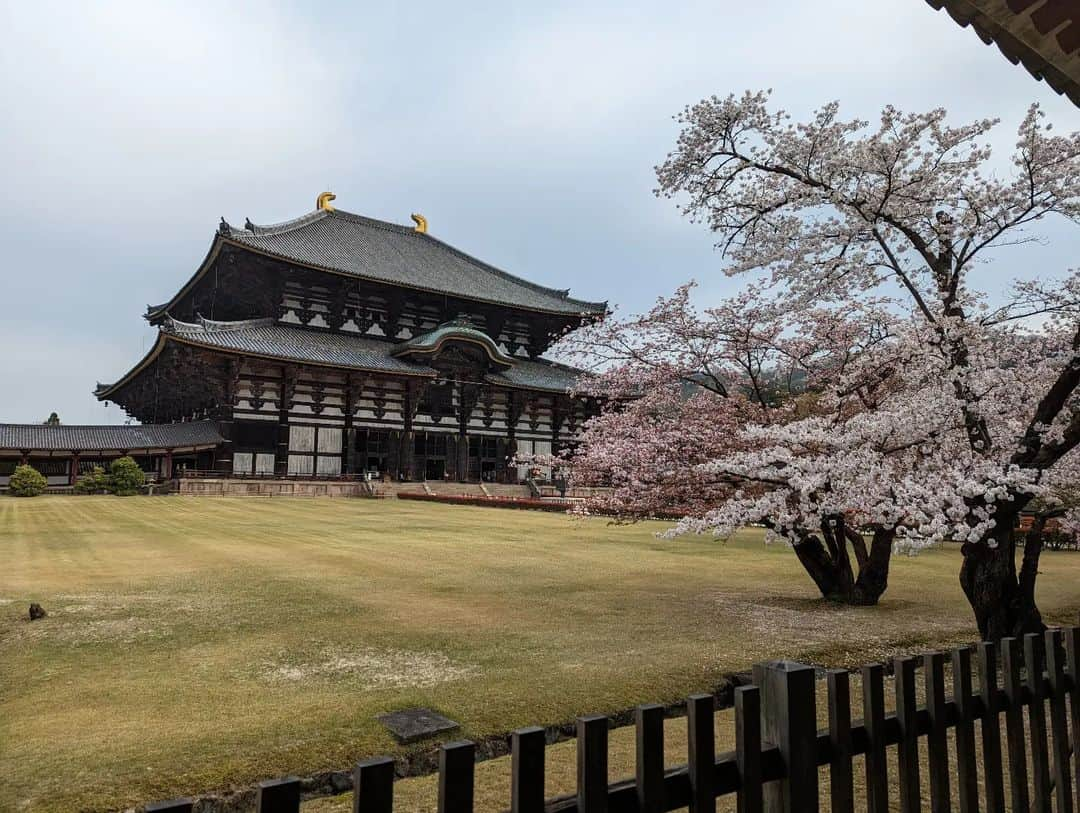 為末大さんのインスタグラム写真 - (為末大Instagram)「東大寺」4月5日 21時40分 - daijapan