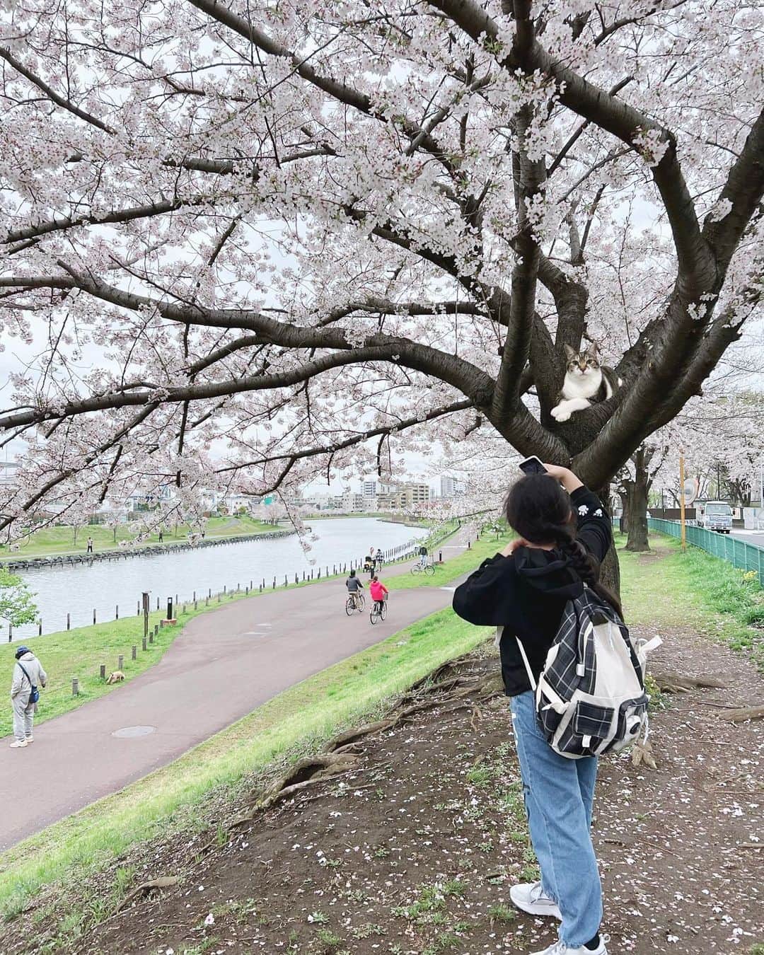 korokoronyaのインスタグラム：「❀*∗ 5 Apr, 2023  It's the most beautiful season🌸 * ちびマメ姉さんは明日から6年生🌸 残り一年の学校生活も楽しく 過ごせますように。 * #まめとちびまめ」