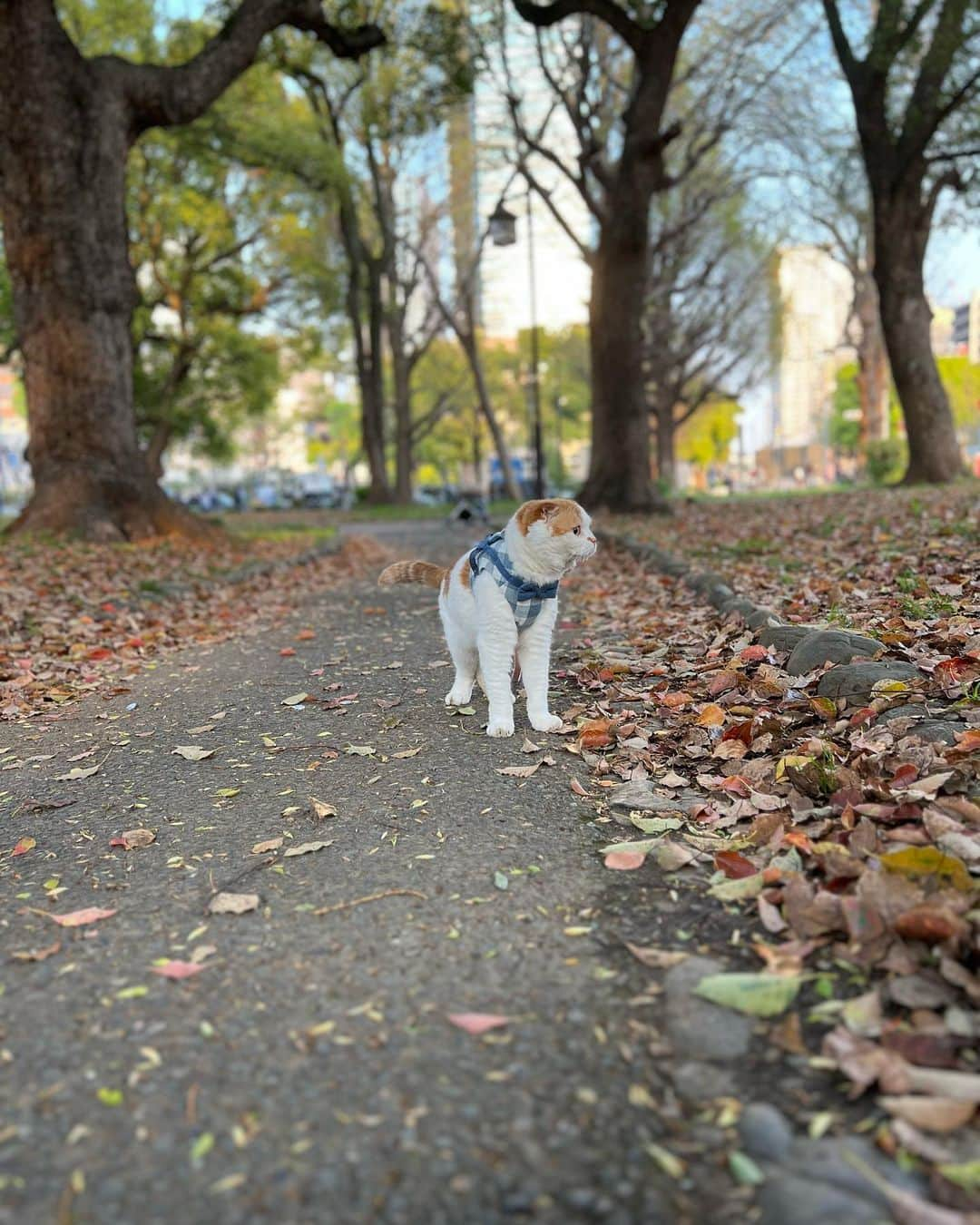 のんたさんのインスタグラム写真 - (のんたInstagram)「お散歩を楽しむのんちゃん 近くに人がいなかったのでこの小道を何往復もしてたくさん歩きました  帰ってからごはんをモリモリ食べて満足そうに寝ていて やっぱりお外が好きなのんちゃんにとって こうしてお散歩をするのはいい刺激になるみたいだねって話しています 目に力が出るというか…いい顔してるねって感じ？」4月5日 21時56分 - utacci