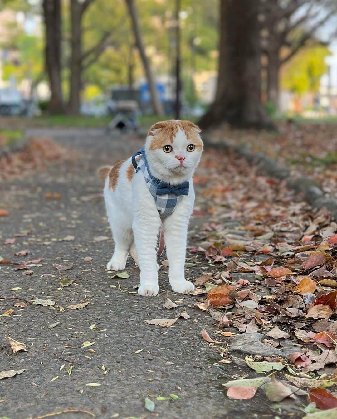 のんたさんのインスタグラム写真 - (のんたInstagram)「お散歩を楽しむのんちゃん 近くに人がいなかったのでこの小道を何往復もしてたくさん歩きました  帰ってからごはんをモリモリ食べて満足そうに寝ていて やっぱりお外が好きなのんちゃんにとって こうしてお散歩をするのはいい刺激になるみたいだねって話しています 目に力が出るというか…いい顔してるねって感じ？」4月5日 21時56分 - utacci