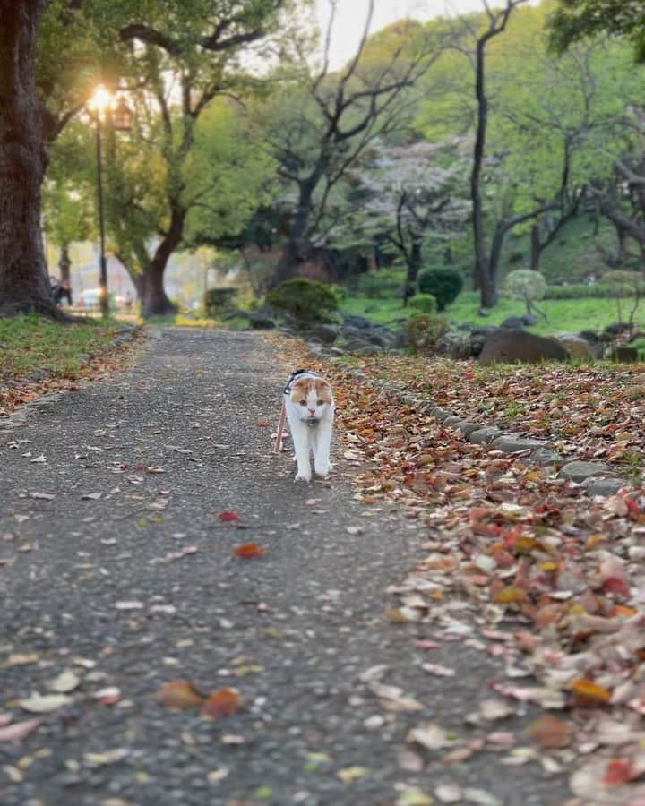 のインスタグラム：「お散歩を楽しむのんちゃん 近くに人がいなかったのでこの小道を何往復もしてたくさん歩きました  帰ってからごはんをモリモリ食べて満足そうに寝ていて やっぱりお外が好きなのんちゃんにとって こうしてお散歩をするのはいい刺激になるみたいだねって話しています 目に力が出るというか…いい顔してるねって感じ？」