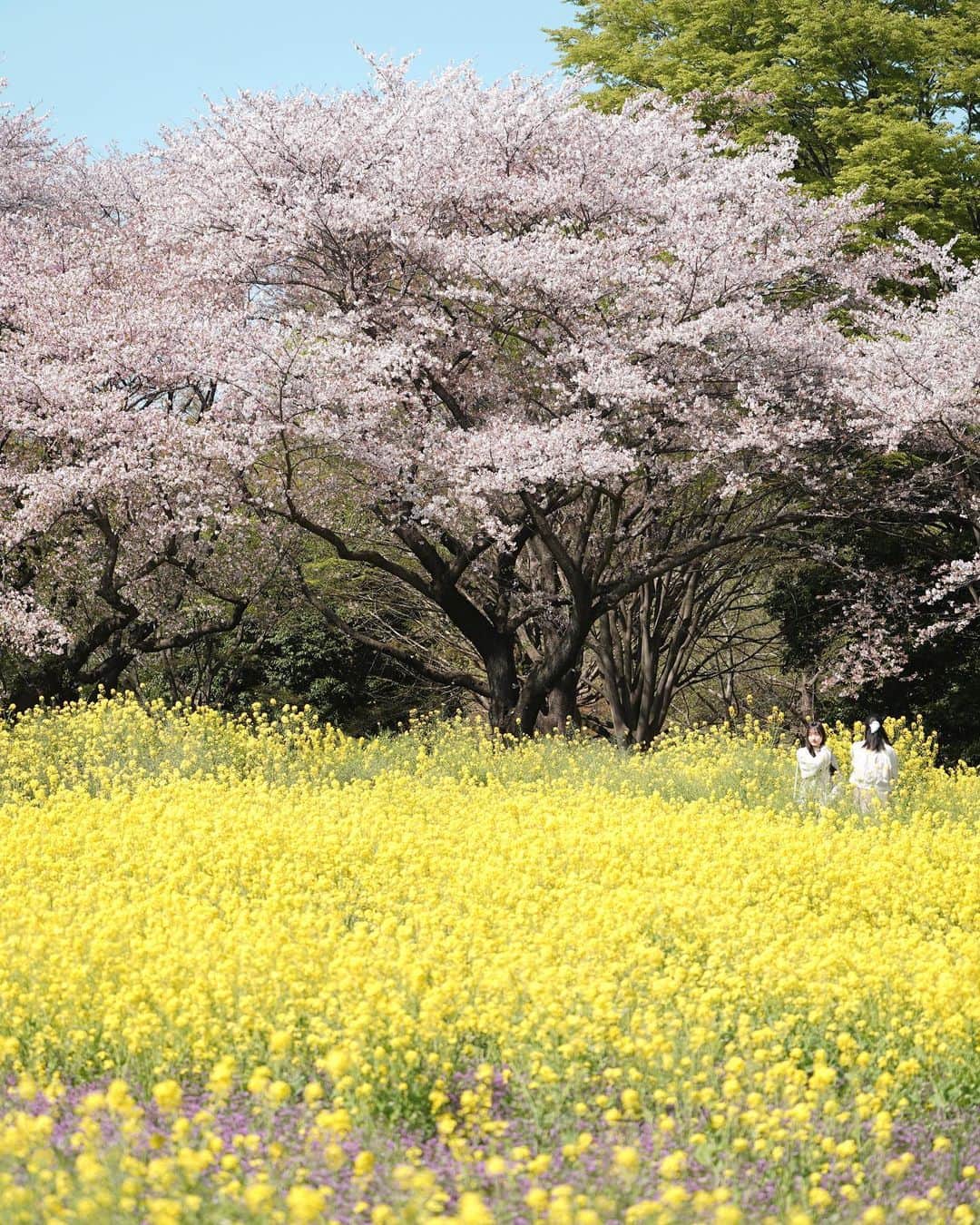 masayaさんのインスタグラム写真 - (masayaInstagram)「Showakinen Park Tokyo  桜からチューリップに替わる昭和記念公園 4/3撮影」4月5日 21時51分 - moonlightice