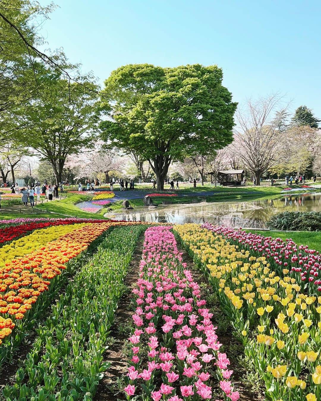のインスタグラム：「Showakinen Park Tokyo  桜からチューリップに替わる昭和記念公園 4/3撮影」