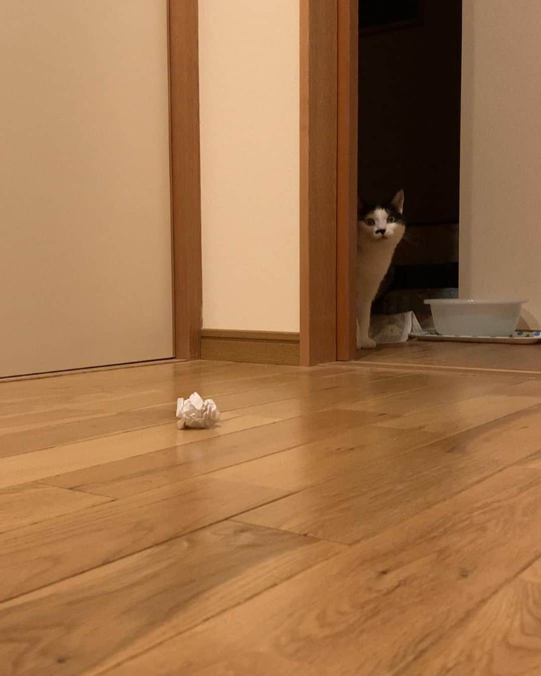 くるねこ大和さんのインスタグラム写真 - (くるねこ大和Instagram)「スマホ置きっぱで撮影 胡マ楽しそう  #胡マさん」4月5日 21時57分 - kuru0214neko