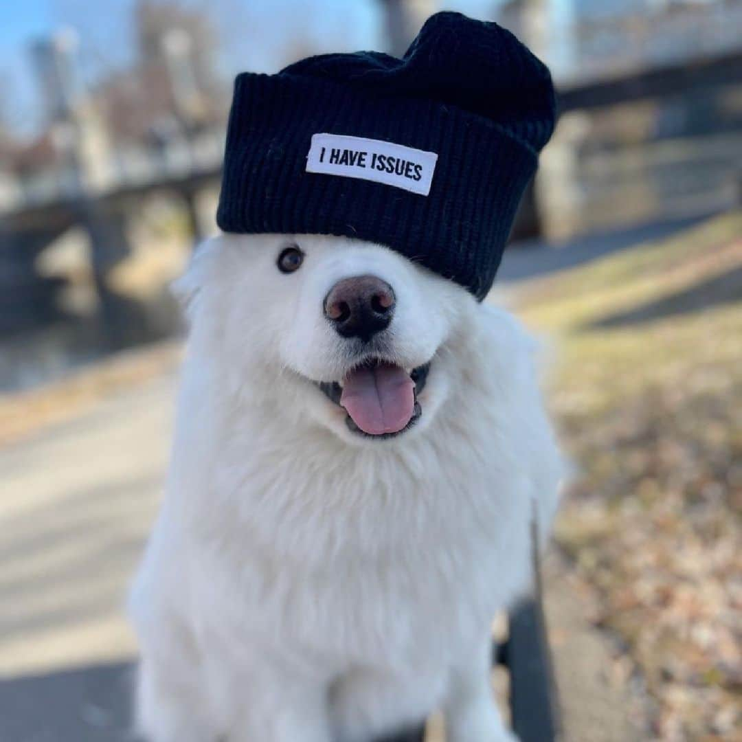 ケネスコールさんのインスタグラム写真 - (ケネスコールInstagram)「#VoiceWear: the cooler dog days... @Mujicloud wearing the 'I Have Issues' beanie on his morning walk. Ears WARM. Voice LOUD.  #KennethCole #DogsOfInstagram」4月5日 22時01分 - kennethcole