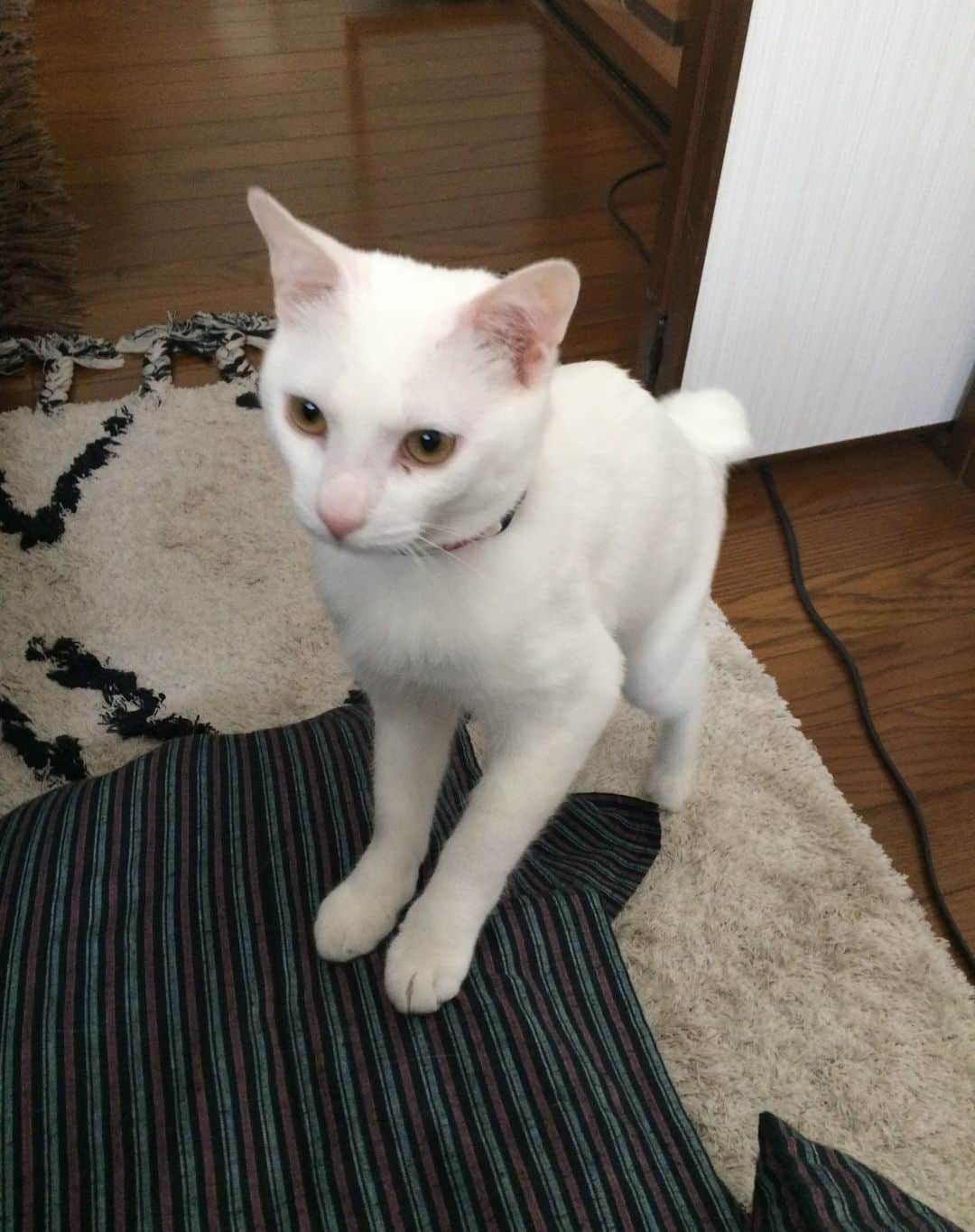 岡田屋鉄蔵のインスタグラム：「3年前の3月、初めてお膝に乗ってくれた時の画像。慌てすぎてブレブレだが感動の瞬間なのだ。  生後8か月でウチに来てくれたから中々心を開けなくてどうすっかなーて時にぴょこっと乗ってくれたんです。  因みにこの頃はまだミルバさん健在だったけどドア越しで面会してなかってん。」