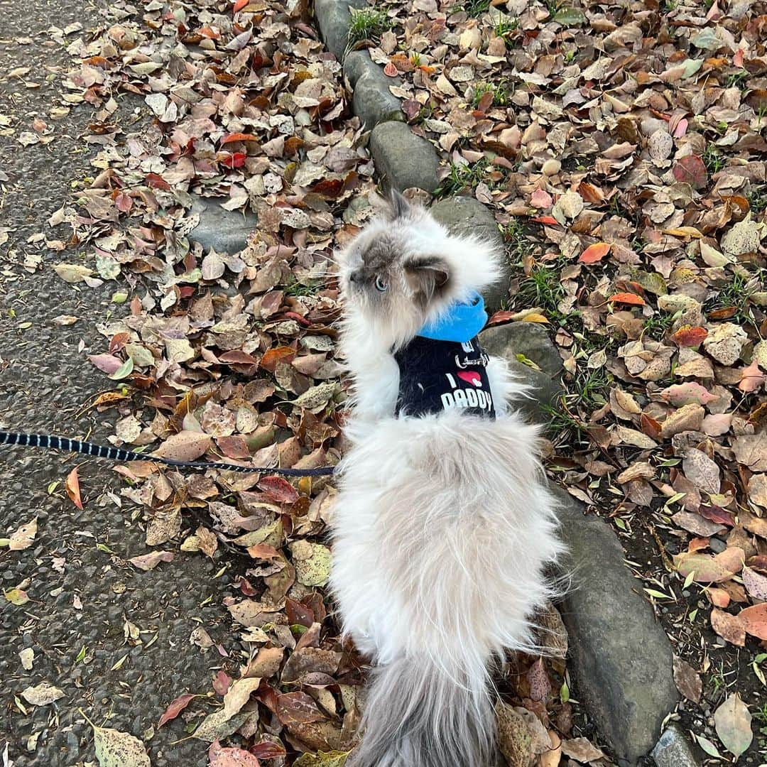 のんたさんのインスタグラム写真 - (のんたInstagram)「おまけのぽるぽる  ③ぽるくんのハーネスは I love daddy❤️のロゴ入り ④お散歩はまだ緊張しちゃうけどスリングでパパに抱っこされてるとお外に興味津々👀」4月5日 22時09分 - utacci