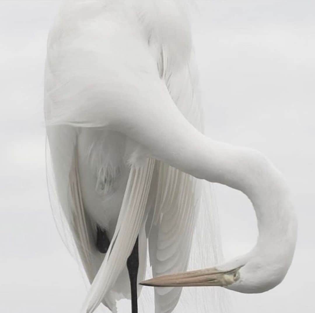 アダムのインスタグラム：「The supreme elegance of a standing crane. Photo courtesy of Studio Oliver Gustav.   Photo: @studioolivergustav」