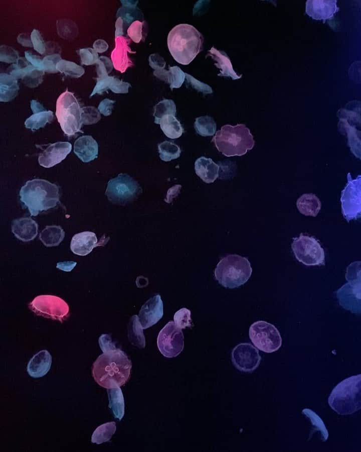 のインスタグラム：「ダイスキなすみだ水族館😌ヒーリング」