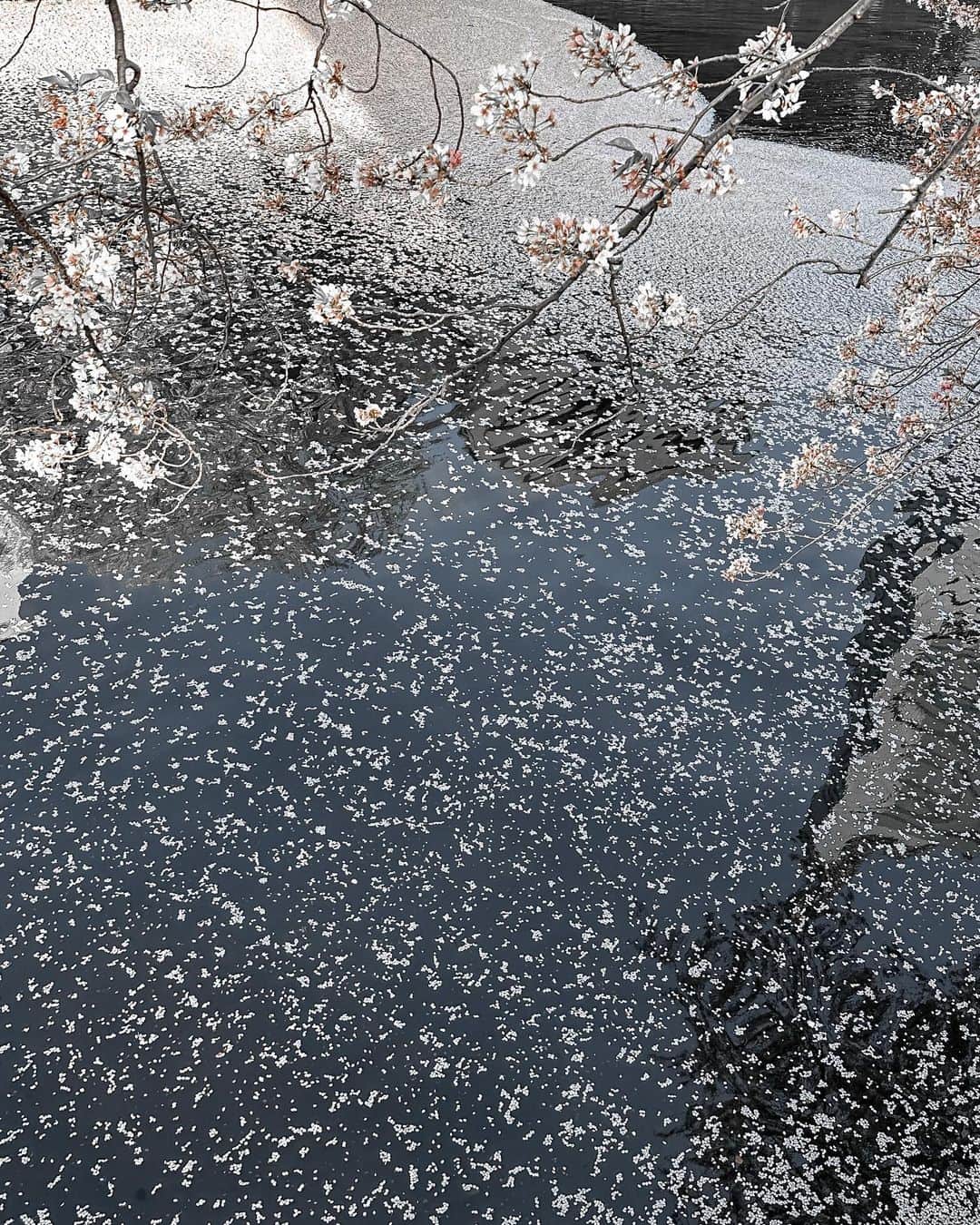 monmamichelleさんのインスタグラム写真 - (monmamichelleInstagram)「散る時も美しい🌸 青空が川に映って星空みたい #桜#東京#tokyo#japan」4月5日 13時20分 - monmamichelle
