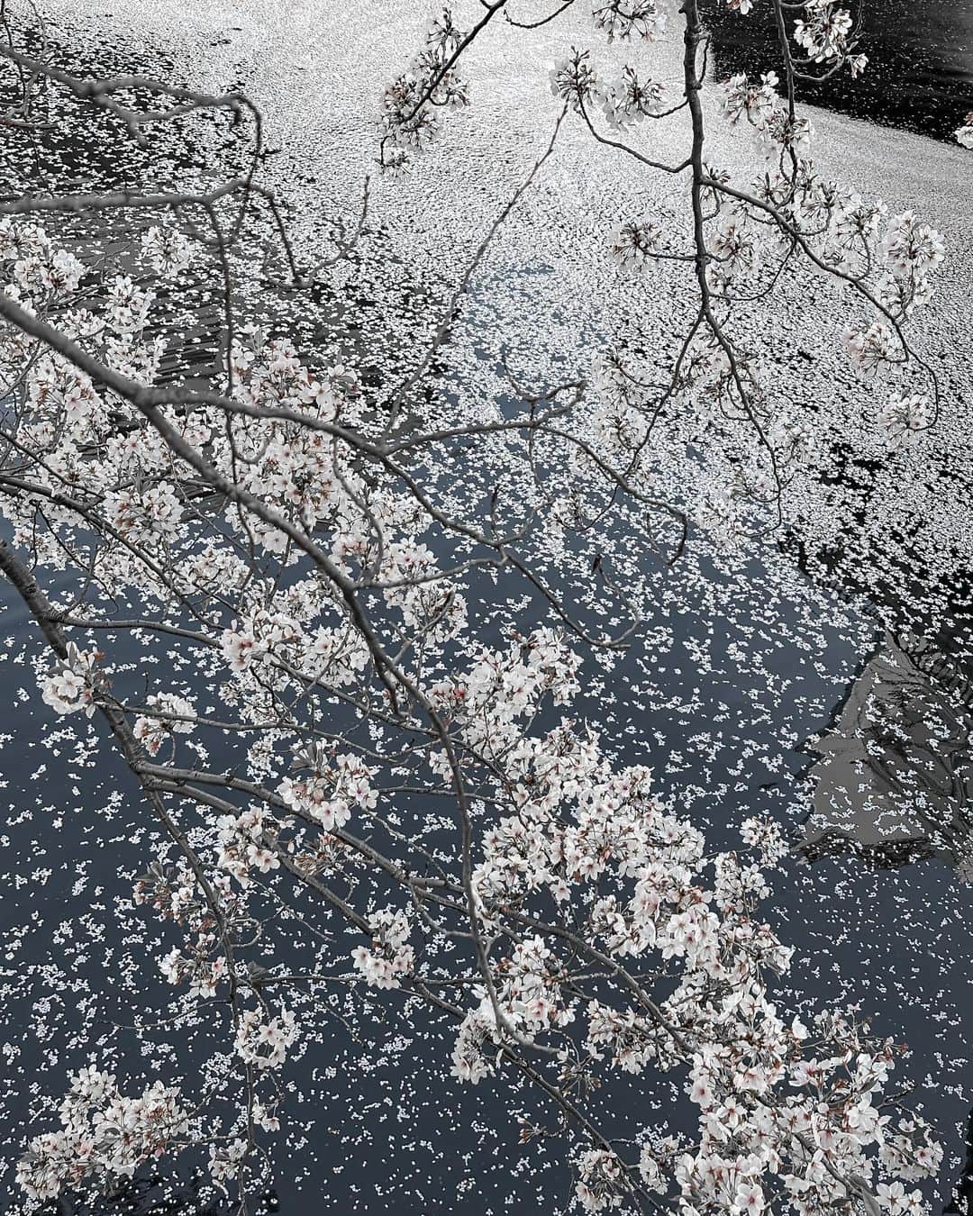 monmamichelleさんのインスタグラム写真 - (monmamichelleInstagram)「散る時も美しい🌸 青空が川に映って星空みたい #桜#東京#tokyo#japan」4月5日 13時20分 - monmamichelle