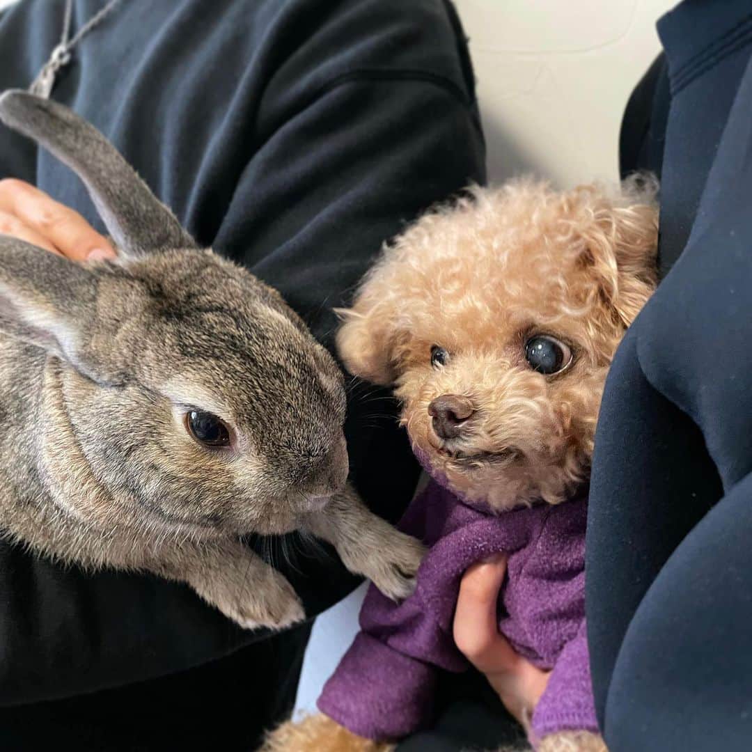 ふわさんのインスタグラム写真 - (ふわInstagram)「ふわのいとこ🐰  お久しぶりなのに なかなか 目を合わせられません…  #toypoodle#toypoodlegram#dogsofinstagram#instadog#doglover#doglife#cutedog#dog#fuwamama#ふわもこのふわ#ふわ#トイプードル#ふわもこ部#犬バカ部#親バカ部#犬のいる暮らし#いぬすたぐらむ#いとこ」4月5日 13時31分 - huwayama