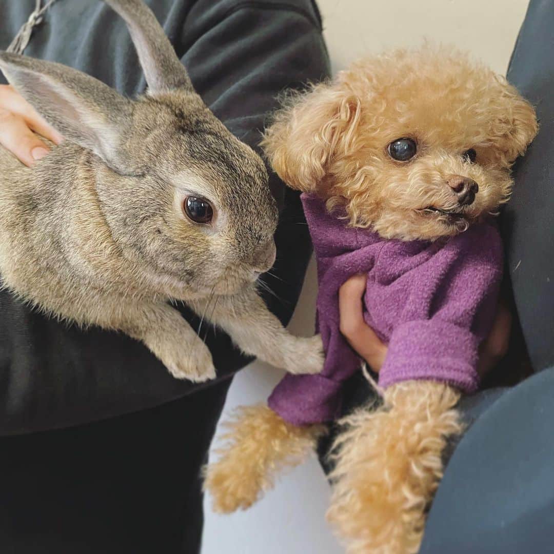 ふわのインスタグラム：「ふわのいとこ🐰  お久しぶりなのに なかなか 目を合わせられません…  #toypoodle#toypoodlegram#dogsofinstagram#instadog#doglover#doglife#cutedog#dog#fuwamama#ふわもこのふわ#ふわ#トイプードル#ふわもこ部#犬バカ部#親バカ部#犬のいる暮らし#いぬすたぐらむ#いとこ」