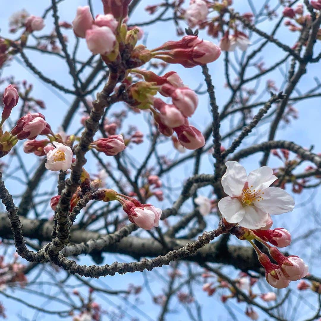 ガーラ・アマノ クリエイティブ部のインスタグラム：「4月5日(水)晴れ☀️ 昨日から1日でめちゃくちゃ咲いてた🌸！！ 5輪以上咲いていたのでマイ標本木も開花です！！！ これは満開になるのも早そうだ… 見頃は来週かな🧐？  しかし！！！天気予報を見たら来週からほぼ雨予報☂️ なんてこった😱！！ でもサイトによって違う…どうなんだ？晴れなの？雨なの？ とりあえずいい方を信じることにしました｡  というかまた観察始めて3投稿目で咲いてしまったので観察日記早くも終わり(´･_･`) なのでまた満開まで見守ります！(晴れの日限定)  #秋田 #秋田市 #桜 #cherryblossom #🌸 #観察日記 #桜の観察日記 #植物観察 #春 #マイ標本木 #開花 #開花発表 #勝手に開花宣言 #若葉公園 #会社の後ろの公園 #毎年恒例 #雨やめてくれ #お花見したい #ガーラアマノ」