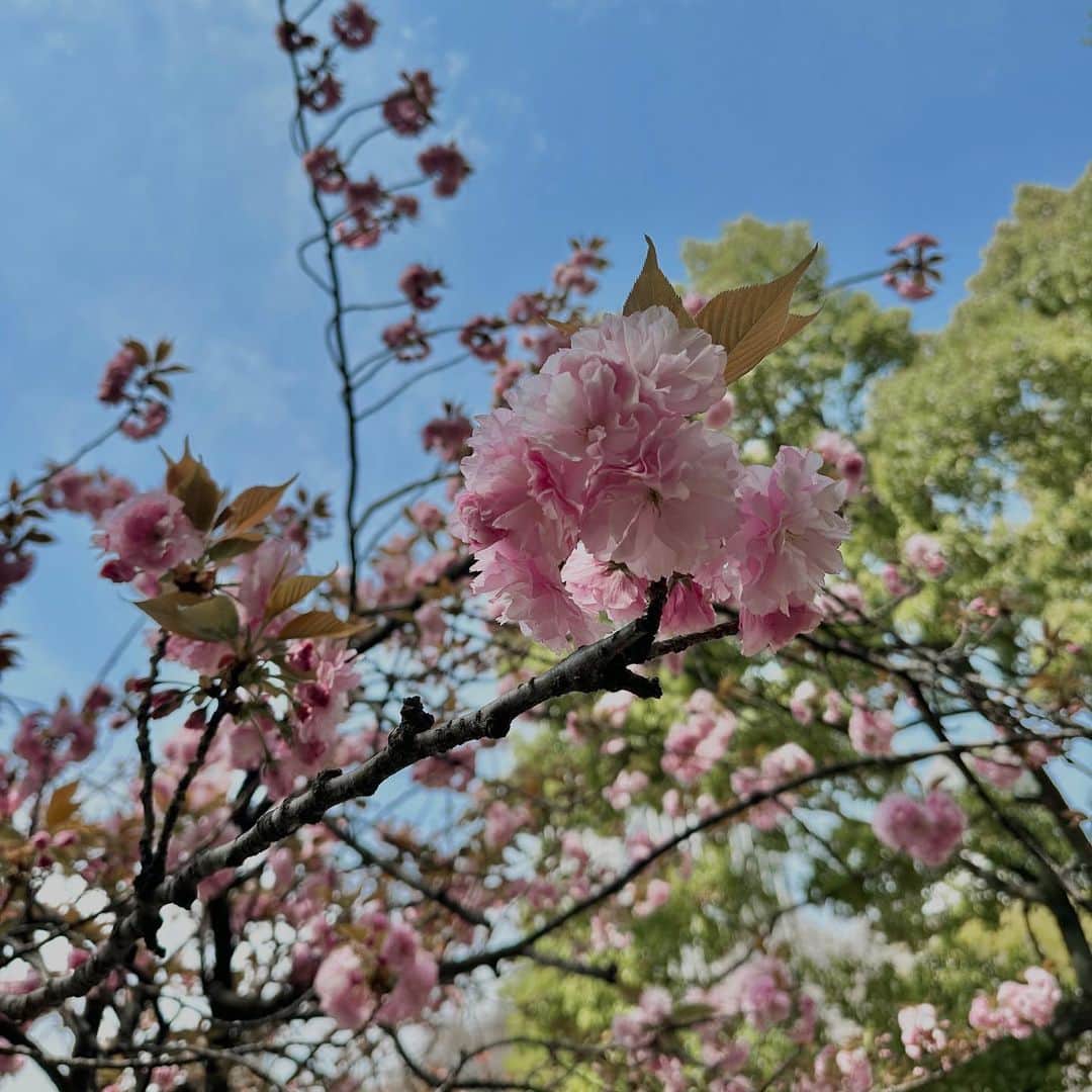 宮本沙恵さんのインスタグラム写真 - (宮本沙恵Instagram)「わたしGAP好きなんだよね〜！ このジャケットも。 この間行ったら40%OFFでビックリした🤣 #デニムコーデ#gap」4月5日 14時08分 - saebi