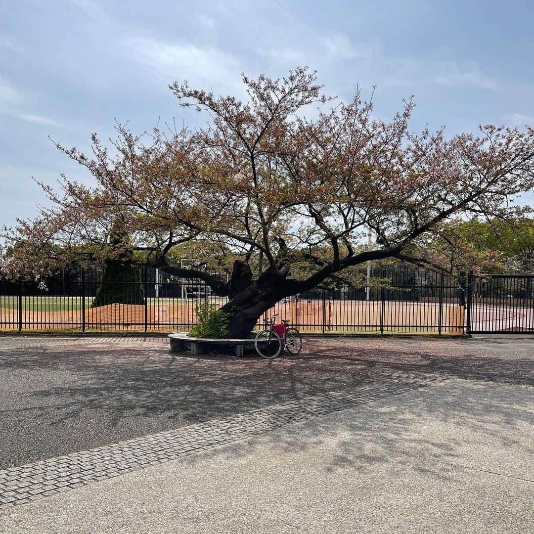 松田岳二のインスタグラム：「通勤路、代々木公園の端っこにあるこの桜の樹の形が凄く好きでキットの帰り道にいつも眺めてるのだけど、今日は珍しくベンチが空いてたので写真を撮ってみた。散ってしまってるけど。  また来年。」