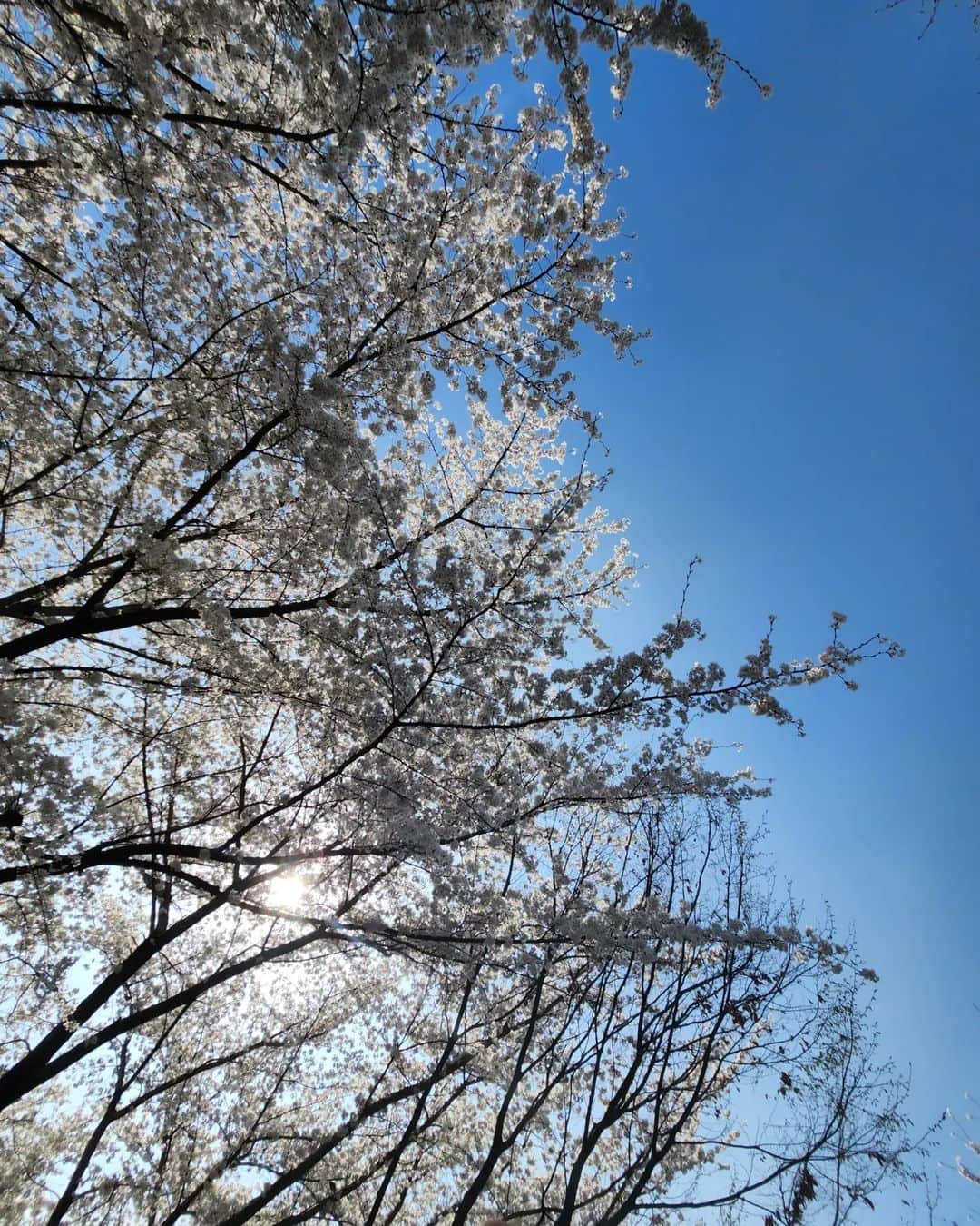 チョン・シアさんのインスタグラム写真 - (チョン・シアInstagram)「바쁘다는 핑계로 벚꽃길은 못걸었지만...  친구와 함께 하교길에 찍어 보내준 사진덕분에  봄을 한껏 느꼈어~ (feat. 너의 감성🌸🌼🌿)  #서우공주_」4月5日 14時18分 - jung.sia