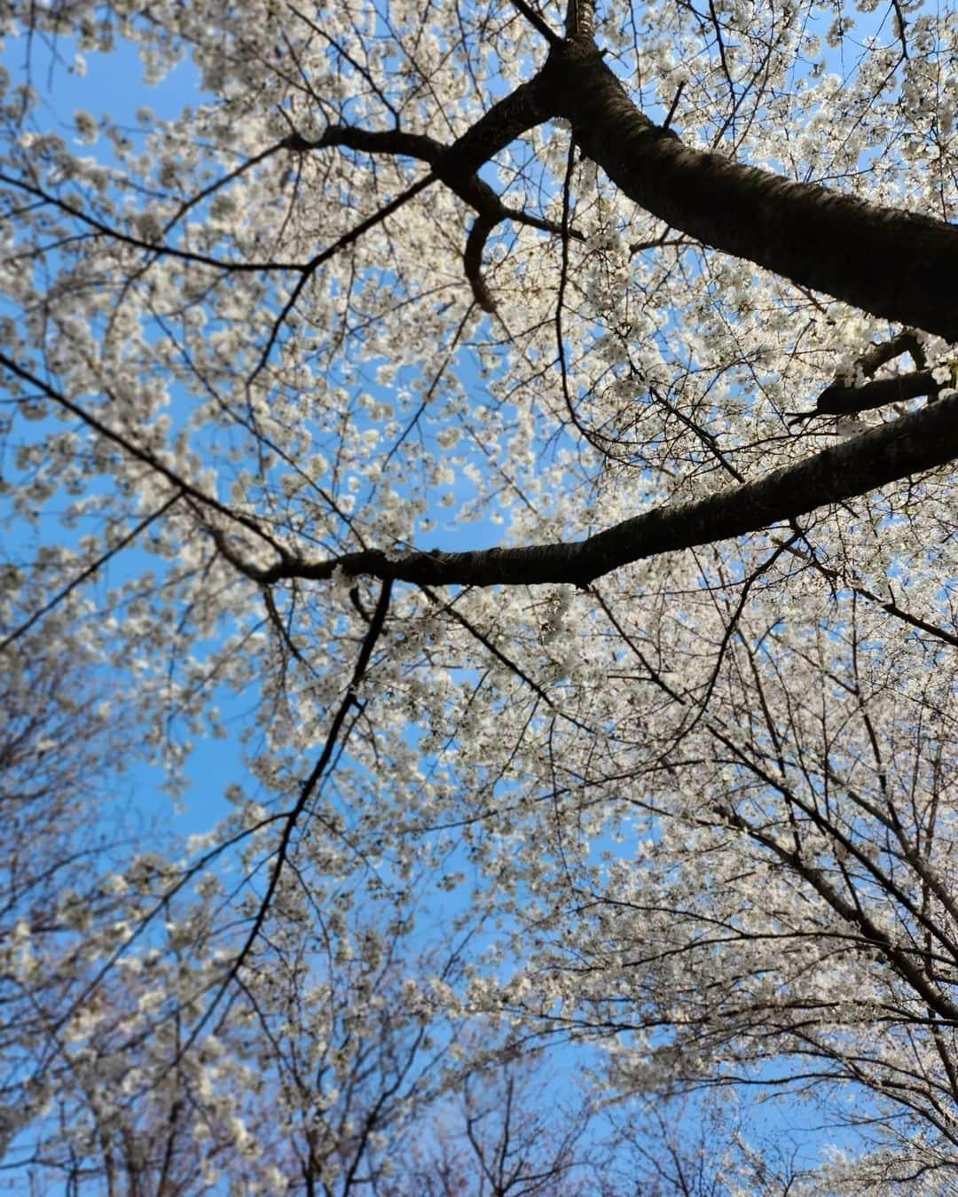 チョン・シアさんのインスタグラム写真 - (チョン・シアInstagram)「바쁘다는 핑계로 벚꽃길은 못걸었지만...  친구와 함께 하교길에 찍어 보내준 사진덕분에  봄을 한껏 느꼈어~ (feat. 너의 감성🌸🌼🌿)  #서우공주_」4月5日 14時18分 - jung.sia