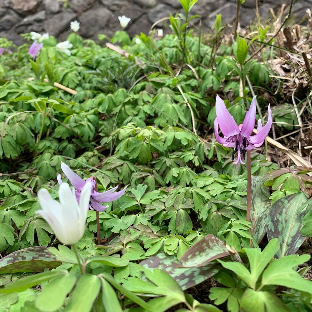 野沢温泉　村のホテル　住吉屋さんのインスタグラム写真 - (野沢温泉　村のホテル　住吉屋Instagram)「「雪消え」 ここ野沢温泉も、今年は冬の降雪も少なく暖かな３月だった為、「雪消え」が早く渡り廊下外の雪も完全に解け、春の山野草「福寿草」「カタクリ」「アズマイチゲ」などが一斉に咲き揃っています。 山の雪消えも早い為、もう蕗の薹などが採れています。今週後半から来週には桜も開花しそうです、雪国の春を探しに野沢温泉へお越しになりませんか？  #野沢温泉村のホテル住吉屋　#住吉屋　#野沢温泉住吉屋　#野沢温泉　#野沢温泉村　#野沢温泉　#野沢温泉スキー場　#温泉旅行　#長野県　#信州　#旅行　＃春　#山野草」4月5日 14時32分 - sumiyosiya