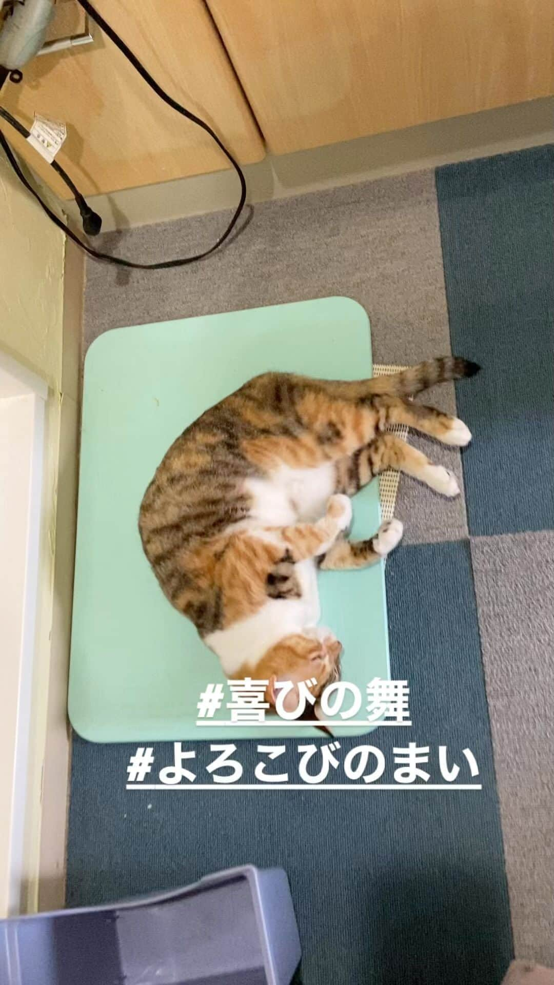 shigureのインスタグラム