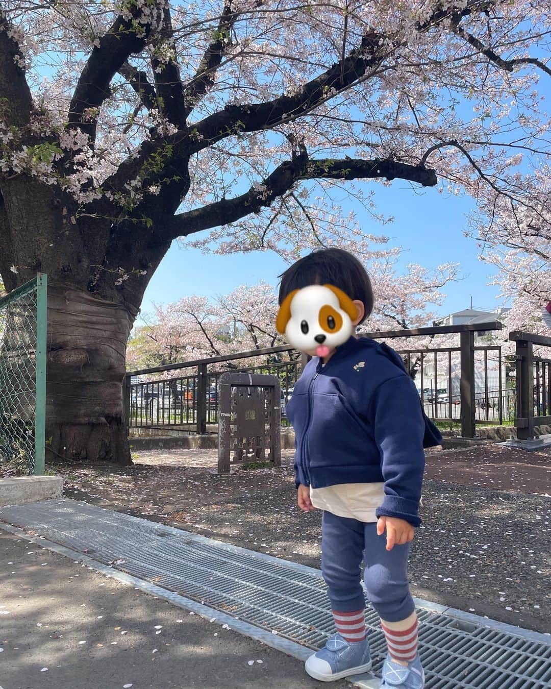 関口舞さんのインスタグラム写真 - (関口舞Instagram)「. ちょうど桜が満開の時に🌸 花粉と戦いながらで辛かった〜(笑) 私は春生まれなので、桜を見ると気分高まる！ ⁡ @titivatejp のカーディガンがお気に入りで 息子もパールを一つずつ「あっ！」と言いながら 鑑定してるかのように見てておもしろい(笑) ⁡ ⁡ 子供が歩くようになったから写真を撮るのが どんどん難しくなるけど、ニコニコ〜って言ったら 笑顔になるので成長を感じる🥺 ⁡ あと数日で1歳半になる息子はまだまだ日々 成長を感じる毎日で、妊婦生活と楽しみが2倍✌︎ もりもり食べて私よりも妊婦さんのお腹に🤰🏻笑 ⁡ ⁡ ⁡ ⁡ ⁡ ⁡ ⁡ #家族写真 #第二子妊娠中 #マタニティコーデ」4月5日 19時35分 - maai0427