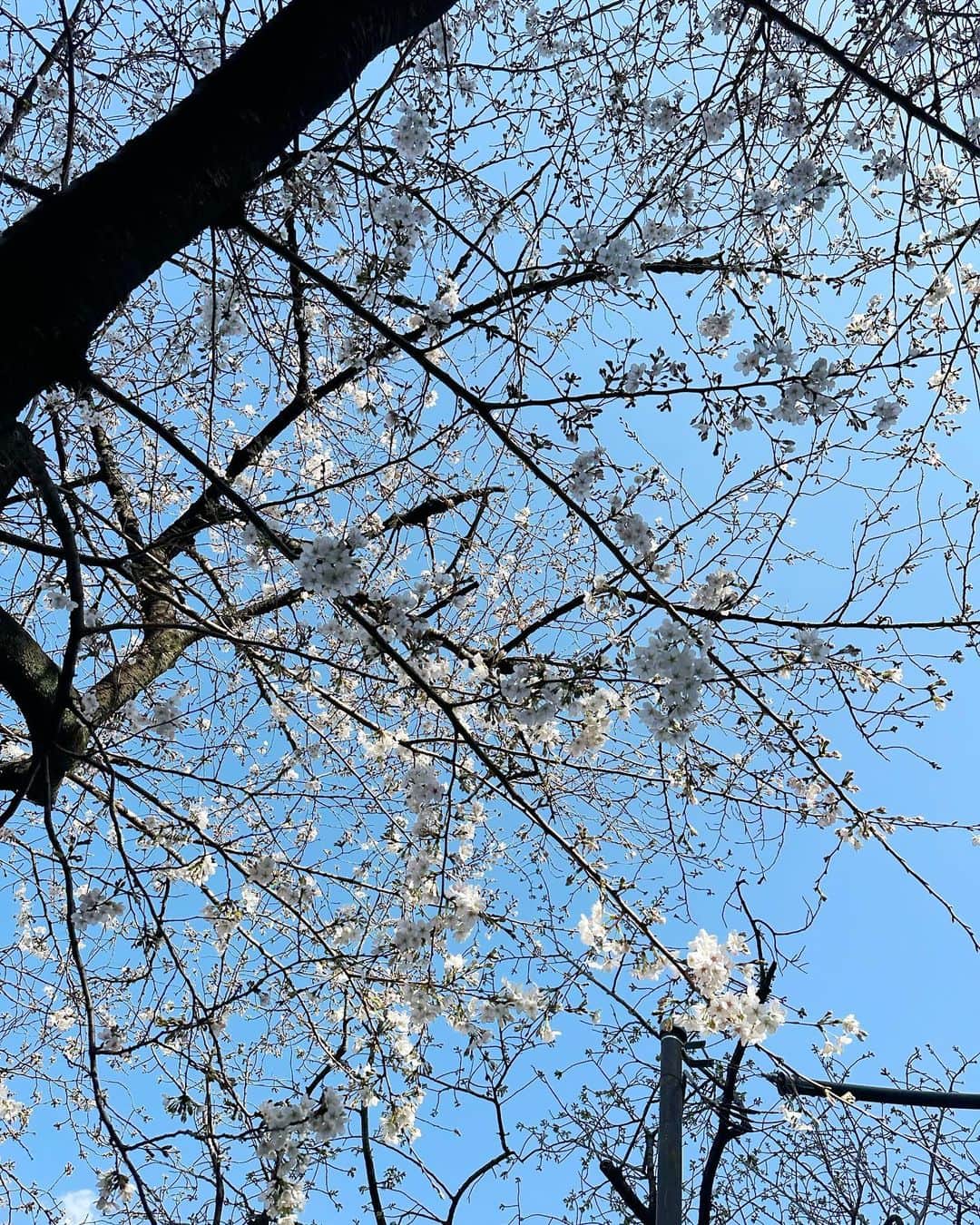 森千晴さんのインスタグラム写真 - (森千晴Instagram)「桜が咲いてからなかなか晴れず、晴れて暖かくなったと思えば、葉桜に…儚い…！  秋田でも開花発表があり、残すところ北海道と青森が開花していないようですね🌸 いつか桜前線とともに北上する旅行、してみたい！☺️」4月5日 15時25分 - mori.chiharu