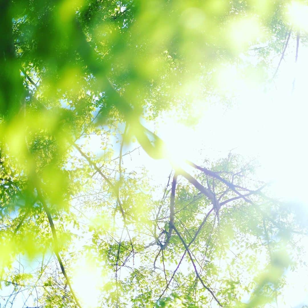小林千鶴さんのインスタグラム写真 - (小林千鶴Instagram)「柔らかな、透けるような新緑から ふぁっと、光を放つケヤキの葉🌱 日に日に表情を変え 毎日違う顔色で挨拶してくれる✨ ありがとう、ありがとう！  もう少しで一年で一番好きな季節 初夏が...やってくる！  #ケヤキ」4月5日 15時28分 - 5884_chizuru