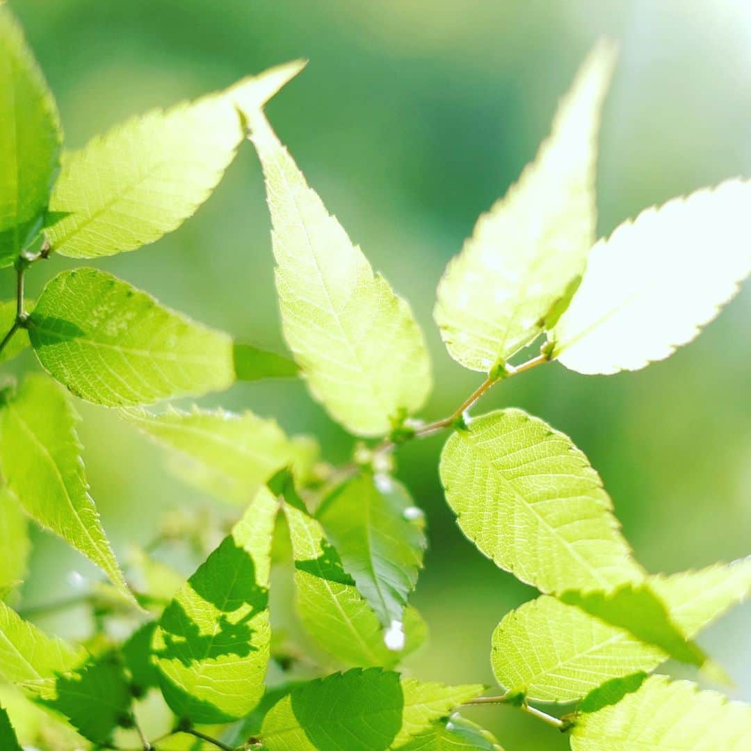 小林千鶴のインスタグラム：「柔らかな、透けるような新緑から ふぁっと、光を放つケヤキの葉🌱 日に日に表情を変え 毎日違う顔色で挨拶してくれる✨ ありがとう、ありがとう！  もう少しで一年で一番好きな季節 初夏が...やってくる！  #ケヤキ」