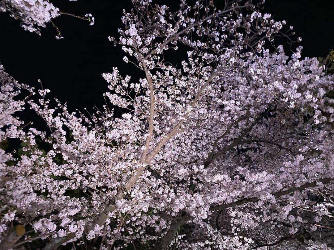 クォン・スンイルさんのインスタグラム写真 - (クォン・スンイルInstagram)「#밤벚꽃 🌸 #さくら #CherryBlossom #벚꽃」4月5日 15時44分 - urbankwon