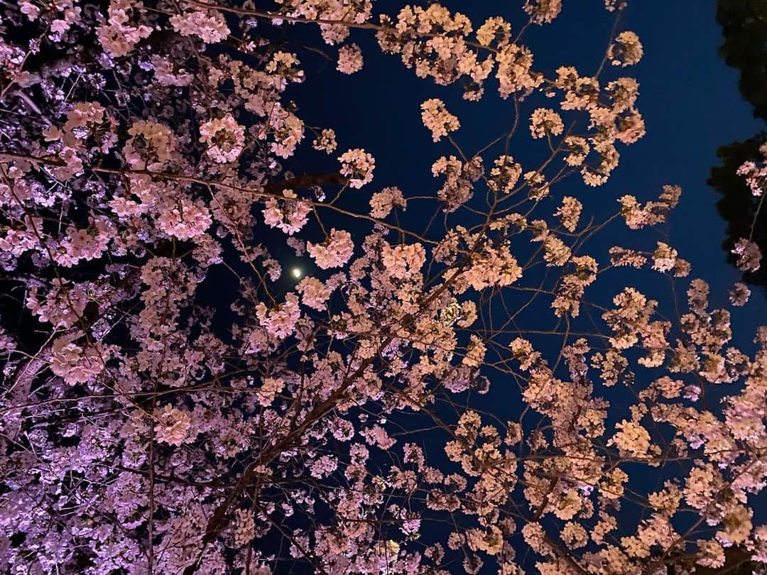 クォン・スンイルさんのインスタグラム写真 - (クォン・スンイルInstagram)「#밤벚꽃 🌸 #さくら #CherryBlossom #벚꽃」4月5日 15時44分 - urbankwon