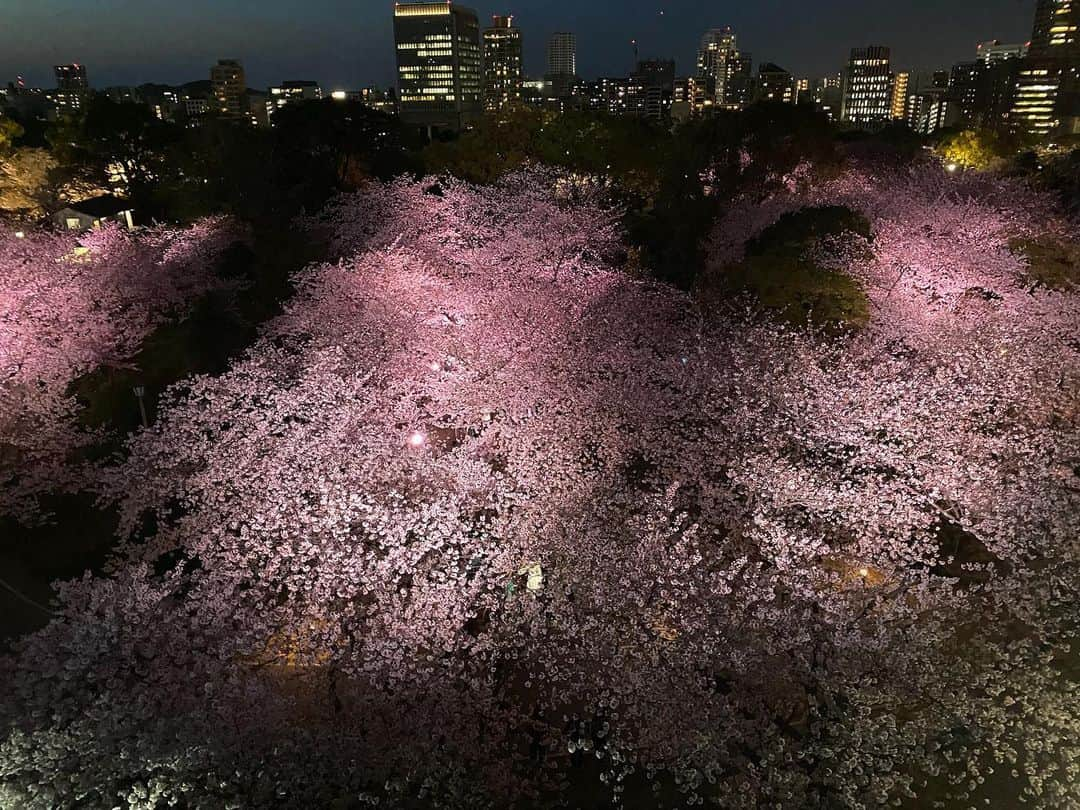 クォン・スンイルさんのインスタグラム写真 - (クォン・スンイルInstagram)「#밤벚꽃 🌸 #さくら #CherryBlossom #벚꽃」4月5日 15時44分 - urbankwon