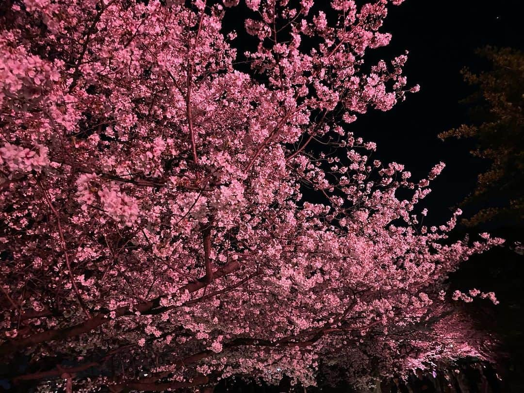 クォン・スンイルさんのインスタグラム写真 - (クォン・スンイルInstagram)「#밤벚꽃 🌸 #さくら #CherryBlossom #벚꽃」4月5日 15時44分 - urbankwon