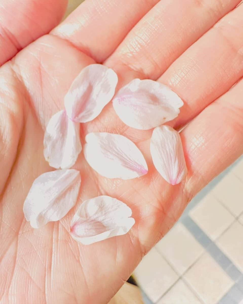 中嶋ユキノさんのインスタグラム写真 - (中嶋ユキノInstagram)「・ ／ 🌸🌸🌸🌸🌸🌸🌸 　　桜ななひら 🌸🌸🌸🌸🌸🌸🌸 ＼  札幌から帰って荷物置いて、 速攻、桜の木の下へ🏃🏻‍♀️  今年も無事に任務完了。🫡  #願掛け #舞い落ちてくる桜の花びらを７枚ゲットして願いを込めながら川に流す  中嶋ユキノ アコ旅2023 〜新しい空の下で〜  3月19日（日）仙台 darwin🌸 3月25日（土）福岡 ROOMS🌸 4月2日（日）札幌 cube garden🌸 4月8日（土）大阪 BANANA HALL 4月9日（日）名古屋 BL cafe 4月15日（土）富山県民小劇場 ORBIS 4月22日（土）広島 Live space Reed 4月23日（日）岡山 MO:GLA 4月27日（木）東京 SHIBUYA PLEASURE PLEASURE  チケット🎫プレイガイドにて発売中！  ＼アコ旅2023メンバー／  ボーカル＆ピアノ #中嶋ユキノ  パーカッション #若森さちこ ギター #門馬由哉 ベース #小川悠斗  もんちゃん一部お休みの所は、 ギター  #小金坂栄造  #中嶋ユキノ #シンガーソングライター #nakajimayukino #singersongwriter #acoustic #新しい空の下で #アコ旅 #ツアー #アコースティックツアー」4月5日 15時56分 - nakajima_yukino