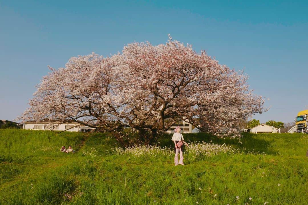 水森依音のインスタグラム：「🌸🌷🕊🫧」