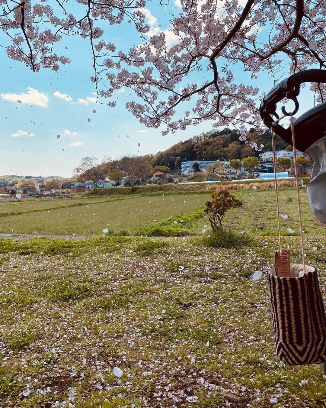 堀舞紀さんのインスタグラム写真 - (堀舞紀Instagram)「🌸🌸🌸  ここの桜は本当に綺麗😩で ため息でちゃう😮‍💨  今年は東京より先始めも遅くて 不思議な時差があったね🤓  et.も指を指して チレーッッ って感想述べてました🤣 分かってるのか 謎だけど ネーネと遊んで楽しそうだったよ🥺  近所にこんなスペシャルな 場所があるなんて贅沢でしかないワー  来年は 美味しいmuffin🧁とか🍡もって シートひいてダラダラ 眺めたいな。  まだ無理か👶🏻←😩。  #お花見 #桜 #cherryblossom  #JAPAN #湘南桜スポット」4月5日 16時06分 - mainohori