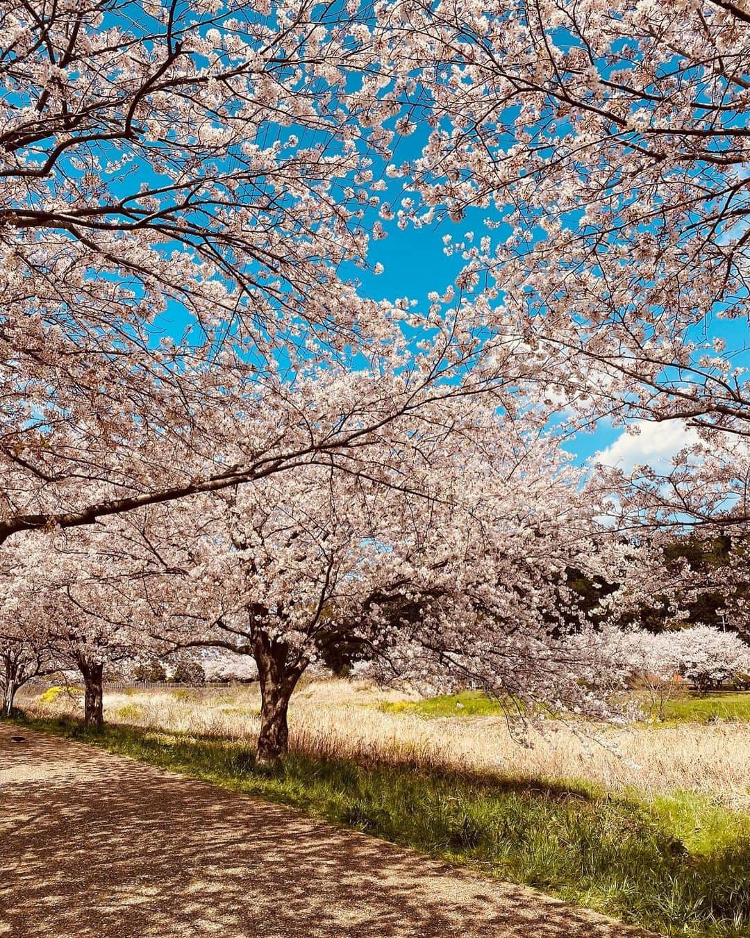 堀舞紀のインスタグラム：「🌸🌸🌸  ここの桜は本当に綺麗😩で ため息でちゃう😮‍💨  今年は東京より先始めも遅くて 不思議な時差があったね🤓  et.も指を指して チレーッッ って感想述べてました🤣 分かってるのか 謎だけど ネーネと遊んで楽しそうだったよ🥺  近所にこんなスペシャルな 場所があるなんて贅沢でしかないワー  来年は 美味しいmuffin🧁とか🍡もって シートひいてダラダラ 眺めたいな。  まだ無理か👶🏻←😩。  #お花見 #桜 #cherryblossom  #JAPAN #湘南桜スポット」