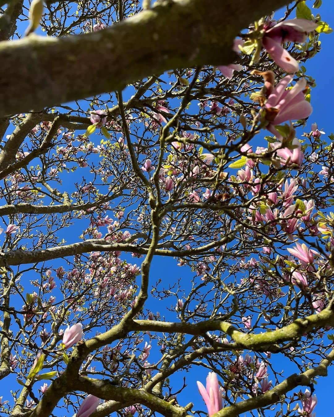 メラニー・サイクスさんのインスタグラム写真 - (メラニー・サイクスInstagram)「Morning possums, some snaps from my walk yesterday. What beautiful colours and that sky, wow 😍  Sending love and have a wonderful day 😁💫  #nature #skygazer #treelover  #walking」4月5日 16時35分 - msmelaniesykes