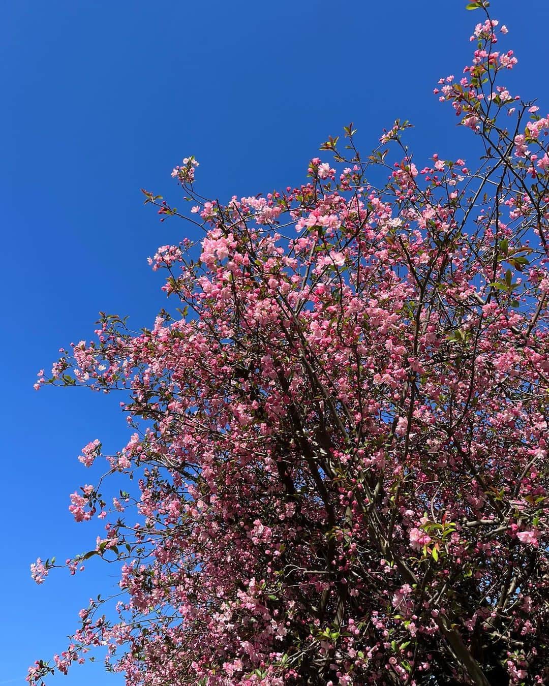 メラニー・サイクスさんのインスタグラム写真 - (メラニー・サイクスInstagram)「Morning possums, some snaps from my walk yesterday. What beautiful colours and that sky, wow 😍  Sending love and have a wonderful day 😁💫  #nature #skygazer #treelover  #walking」4月5日 16時35分 - msmelaniesykes