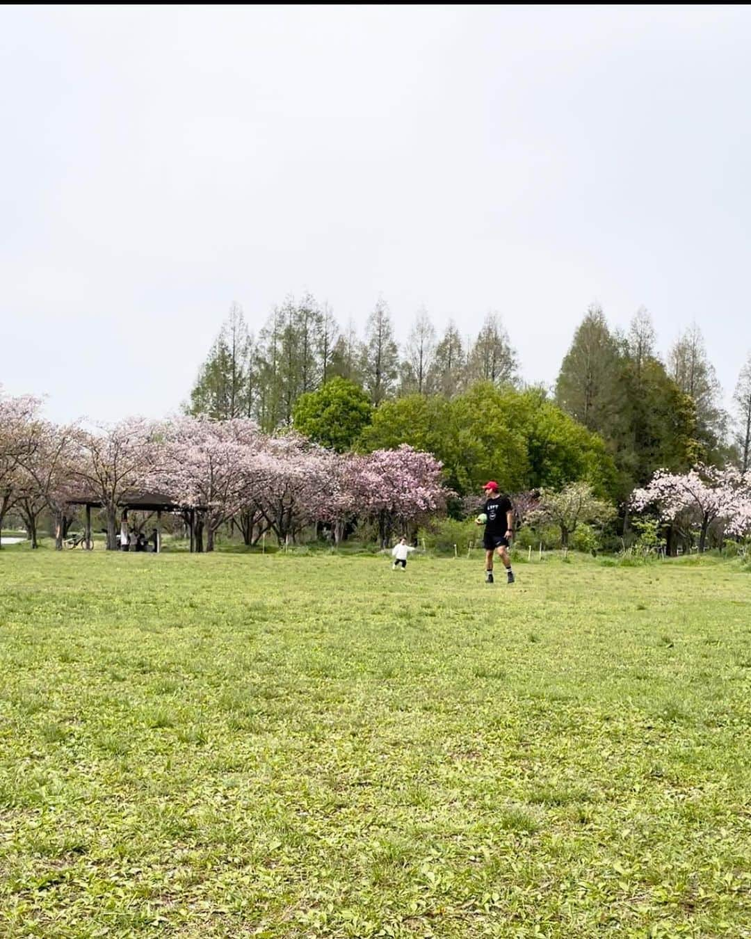 阪井あゆみさんのインスタグラム写真 - (阪井あゆみInstagram)「お天気が良さそうだったので おにぎりと卵焼きと春巻きだけ焼いてお出かけしました🌸🍱  人見知りで 場に慣れるのに少々時間がかかる 長男が楽しそうで…☺️✨  パパともボール遊びしたり かけっこしたり🦖🥎  お出かけは何かと準備や予定通りにいかないことが 沢山あって大変ですが 今しか出来ないことを大切に。  パパママは全力で頑張ります！ 体力勝負です…はい笑  #みさと公園#お花見#桜#桜舞い散る #年子兄弟 #最近は9時には寝てしまいます #体力勝負」4月5日 16時36分 - ayumisakai0121