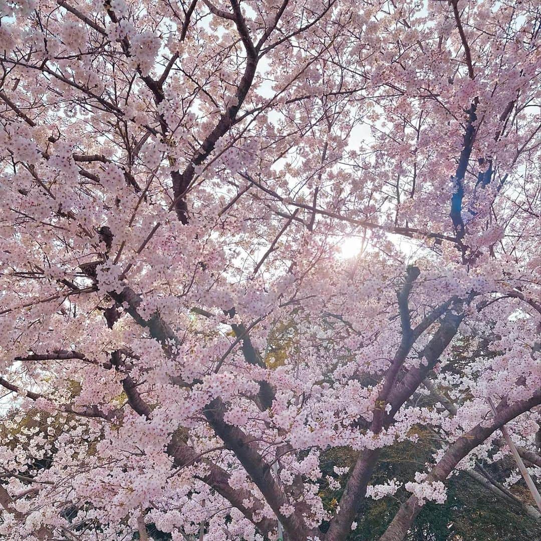 齊藤家澄さんのインスタグラム写真 - (齊藤家澄Instagram)「桜かわいすぎありがとう😘さくらのわたあめちゃん️🩵  #🌸 #︎💕︎」4月5日 16時49分 - kanchi_w