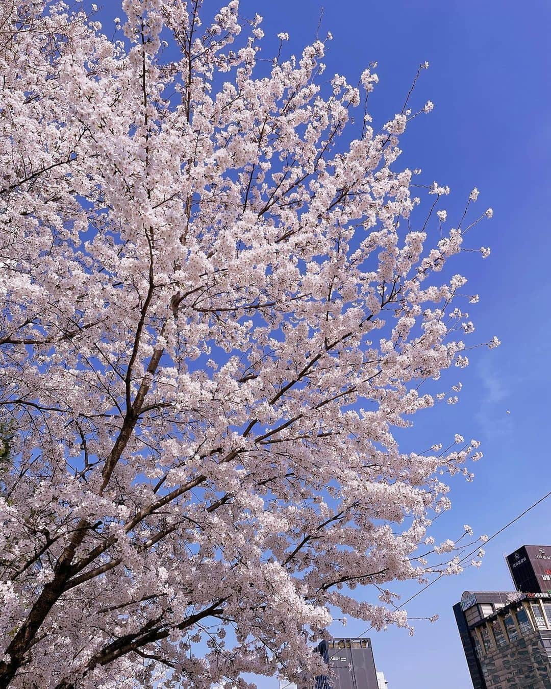 パン・ソヨンさんのインスタグラム写真 - (パン・ソヨンInstagram)「비오니까 봄 꽃도 마지막이겠지ㅠㅠ  그래도 만나서 좋았어  봄이 있어서 정말 다행이야 고마워 내년에 또 만나 봄꽃 안뇽 🤚 #봄#꽃님들#안녕#봄비#환영」4月5日 16時59分 - banso