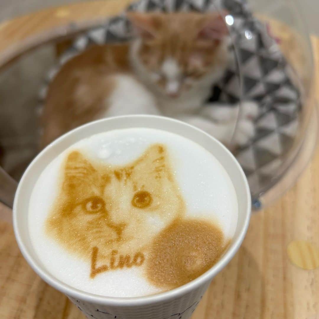 柏木美里のインスタグラム：「猫カフェとかいう天国に行ってきて、リノちゃん推しになって帰ってきました😻  この子ってノルウェージャンフォレストキャット❓」