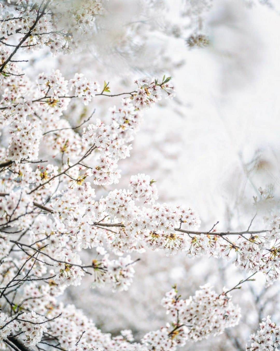 もろんのんのグルメインスタ