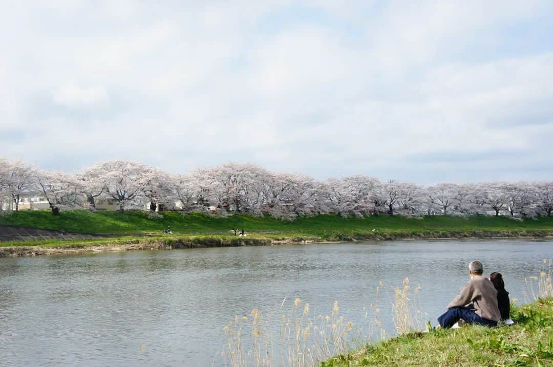 石井優香さんのインスタグラム写真 - (石井優香Instagram)「． 先日、見ごろを迎えている ”一目千本桜”(ひとめせんぼんざくら)を 見に行ってきました🌸 昨年ニュースで見て知り、 「来季はぜひ見に行きたい」と 思っていたのです😊 ． 桜は、宮城県南部の 大河原町と柴田町の中心を流れる 白石川沿いに8kmわたって 約1200本が植えられています🌸 どこまでも満開の桜が続く様子は圧巻で、 数年分の桜を見せてもらったような気分になりました。 とても、とても綺麗でした🌈 ． この日は電車で行ったのですが、驚いたのが この時期JR東北本線も 桜並木が見える区間は スピードを落として運転し、 車窓からも桜を愛でられるようになっていたこと🌈 地域が誇る大切な風景なのだと感じました🌸 ． また、 "桜まつり"としては4年ぶりの開催だったそうで、 屋台が並び多くの人が笑顔で楽しむ様子を見て”本当に、少しずつこういう日常が戻ってきた”と感じました。 ． ちなみに、約1200本の桜のうち 3分の1は樹齢100年以上の木なのだそう。 地元の方が長く大切に育て愛でて来た桜の木々、見られて良かったです🌸 会場全体が、とても優しい空気に包まれているように思いました。また見に行きたいです😊 ． #宮城県#宮城#大河原町#柴田町 #おおがわら桜まつり #一目千本桜#白石川堤#白石川 #さくら名所100選#遊歩100選の地」4月5日 22時24分 - ishii_yuuka