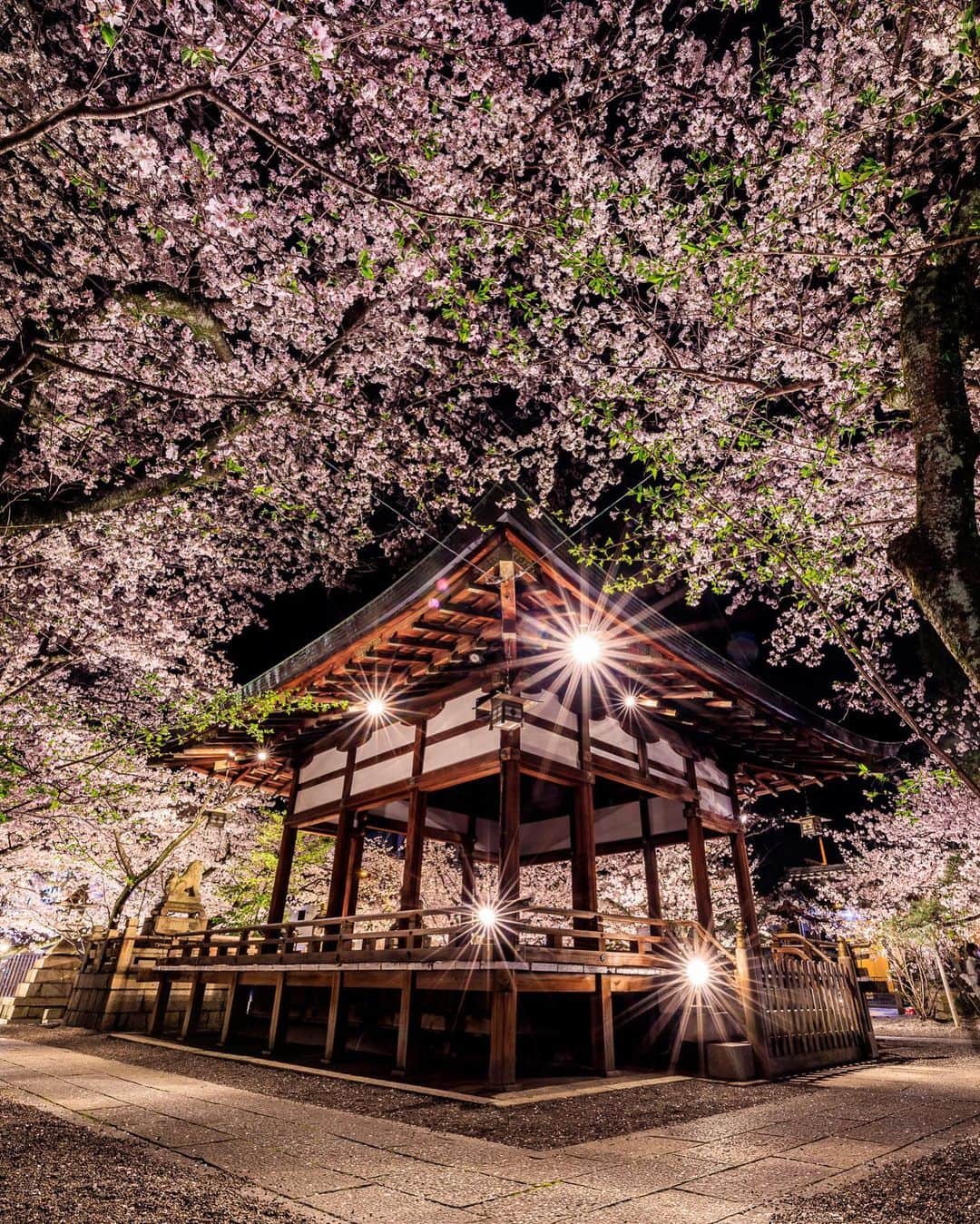 SHOCK EYEさんのインスタグラム写真 - (SHOCK EYEInstagram)「滋賀の天孫神社⛩  ひゃー、綺麗だあ✨🌸 境内が桜で埋め尽くされて、、本当に凄かったよ。 綺麗にライトアップされて桜も嬉しそう＾＾ 僕が訪れた時は、少し葉桜になっていたけど、それはそれでちょうどいいアクセントになったんじゃないかな？＾＾  桜の連投もそろそろ終盤、、 また来年まで会えないと思うと、寂しいね。  #天孫神社 #桜 #cherryblossom #滋賀県」4月5日 22時29分 - shockeye_official
