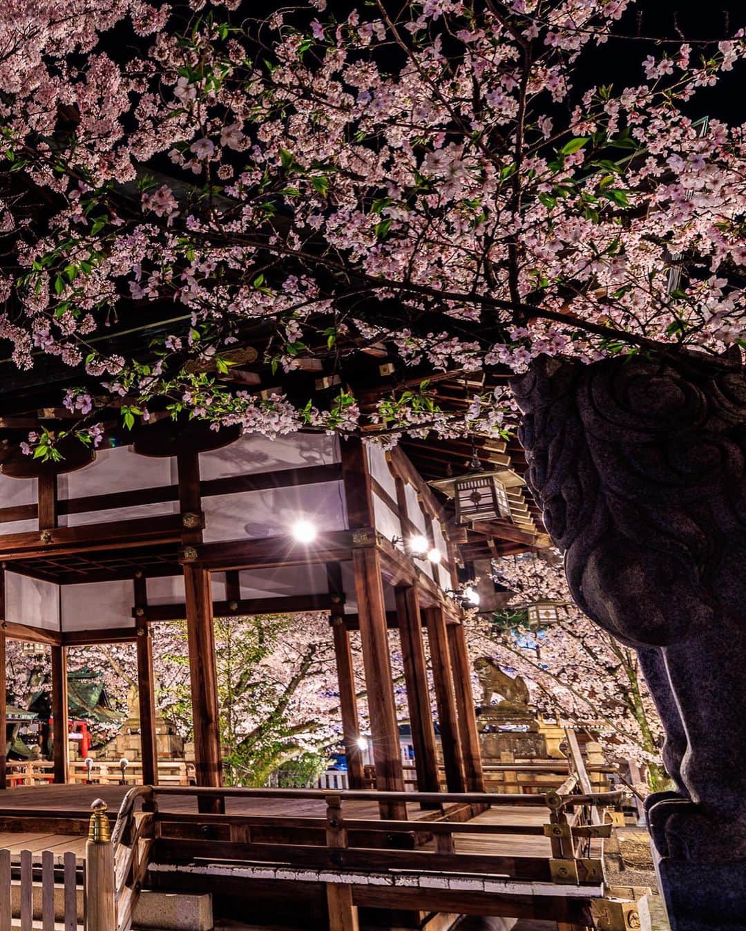 SHOCK EYEさんのインスタグラム写真 - (SHOCK EYEInstagram)「滋賀の天孫神社⛩  ひゃー、綺麗だあ✨🌸 境内が桜で埋め尽くされて、、本当に凄かったよ。 綺麗にライトアップされて桜も嬉しそう＾＾ 僕が訪れた時は、少し葉桜になっていたけど、それはそれでちょうどいいアクセントになったんじゃないかな？＾＾  桜の連投もそろそろ終盤、、 また来年まで会えないと思うと、寂しいね。  #天孫神社 #桜 #cherryblossom #滋賀県」4月5日 22時29分 - shockeye_official