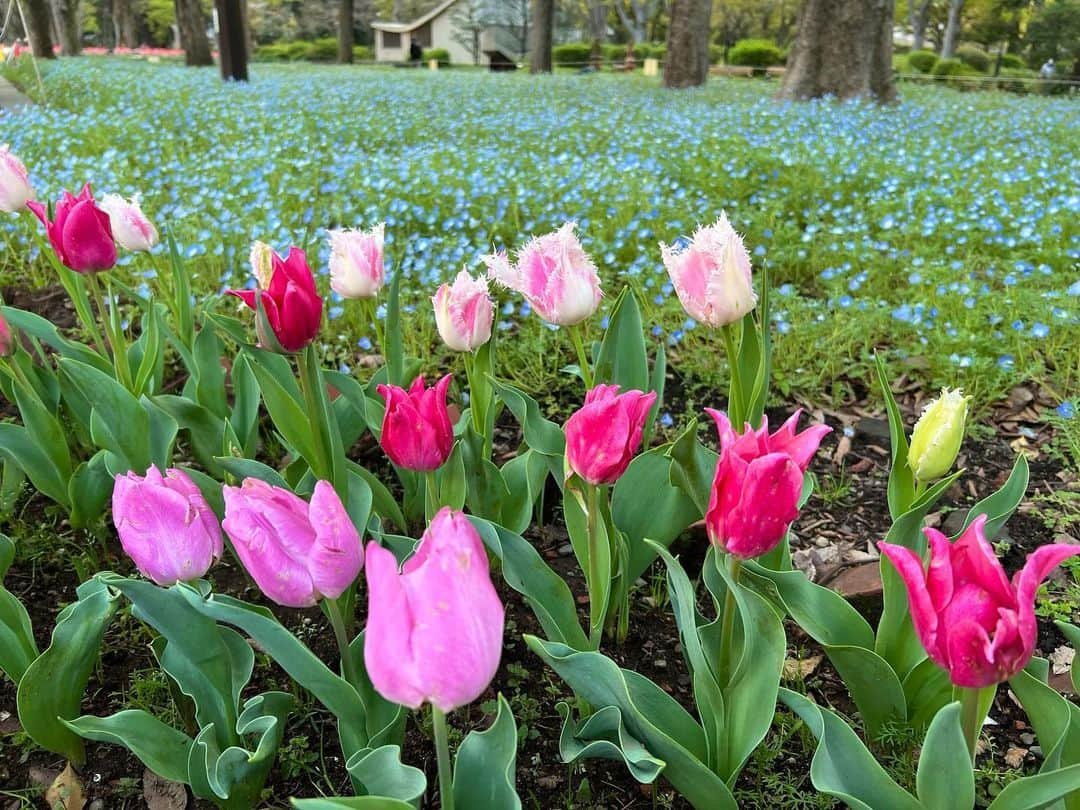 伊藤友季子のインスタグラム：「🌷🪻🌱⛲️ ⁡ 都会のオアシスで しばし現実逃避。 ⁡ 先日通りかかった日比谷公園で 春のお花がたくさん咲いていて 癒されました。 ⁡ 素敵なレストランもあったので 今度いってみたい🍽️ ⁡ ⁡ #日比谷公園 #公園 #春 #チューリップ #ネモフィラ」