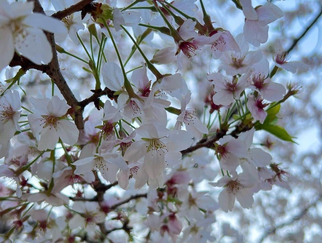 伊藤友季子さんのインスタグラム写真 - (伊藤友季子Instagram)「🌷🪻🌱⛲️ ⁡ 都会のオアシスで しばし現実逃避。 ⁡ 先日通りかかった日比谷公園で 春のお花がたくさん咲いていて 癒されました。 ⁡ 素敵なレストランもあったので 今度いってみたい🍽️ ⁡ ⁡ #日比谷公園 #公園 #春 #チューリップ #ネモフィラ」4月5日 17時03分 - yukiko_xx