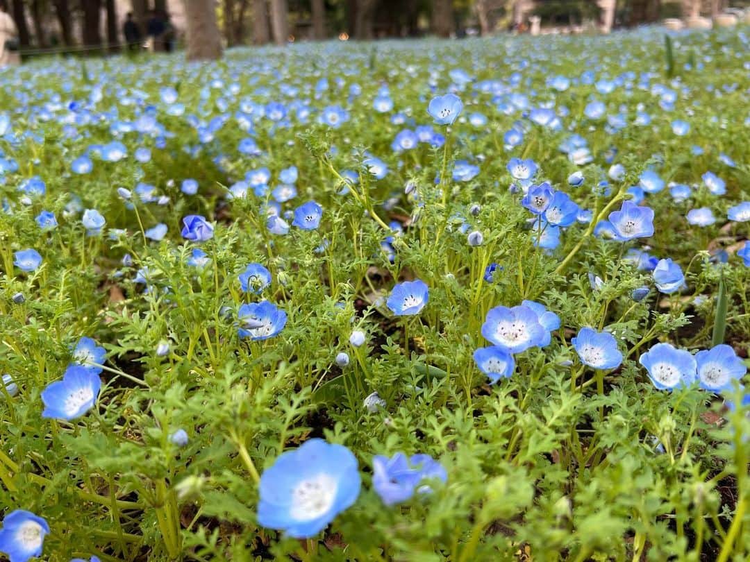 伊藤友季子さんのインスタグラム写真 - (伊藤友季子Instagram)「🌷🪻🌱⛲️ ⁡ 都会のオアシスで しばし現実逃避。 ⁡ 先日通りかかった日比谷公園で 春のお花がたくさん咲いていて 癒されました。 ⁡ 素敵なレストランもあったので 今度いってみたい🍽️ ⁡ ⁡ #日比谷公園 #公園 #春 #チューリップ #ネモフィラ」4月5日 17時03分 - yukiko_xx